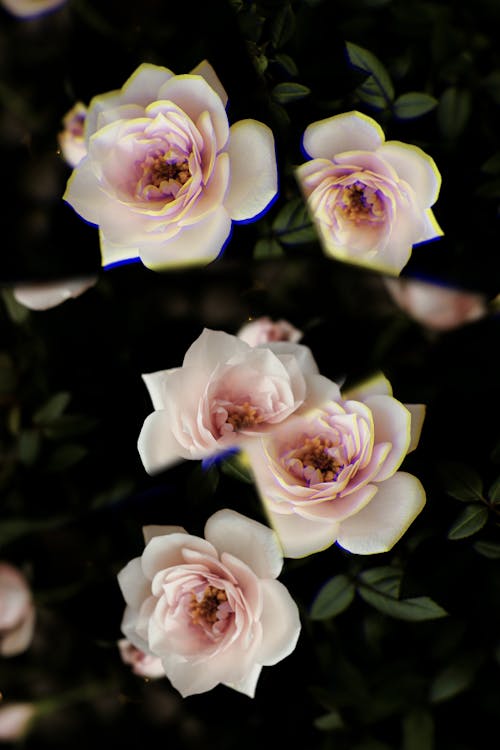 Základová fotografie zdarma na téma bílé růže, detail, květiny