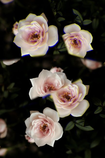 Close-up of white roses in full bloom showcasing natural beauty and freshness.