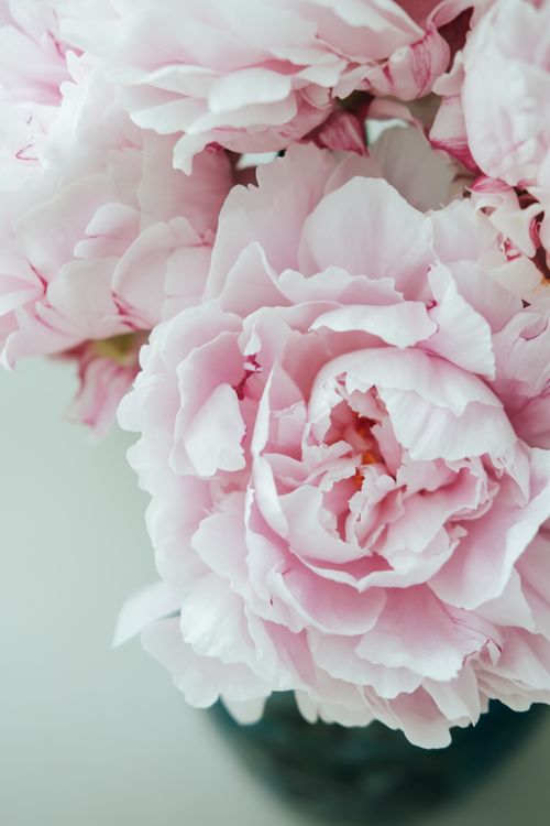 Free A beautiful close-up of delicate pastel pink peonies in full bloom, showcasing their intricate petals. Stock Photo