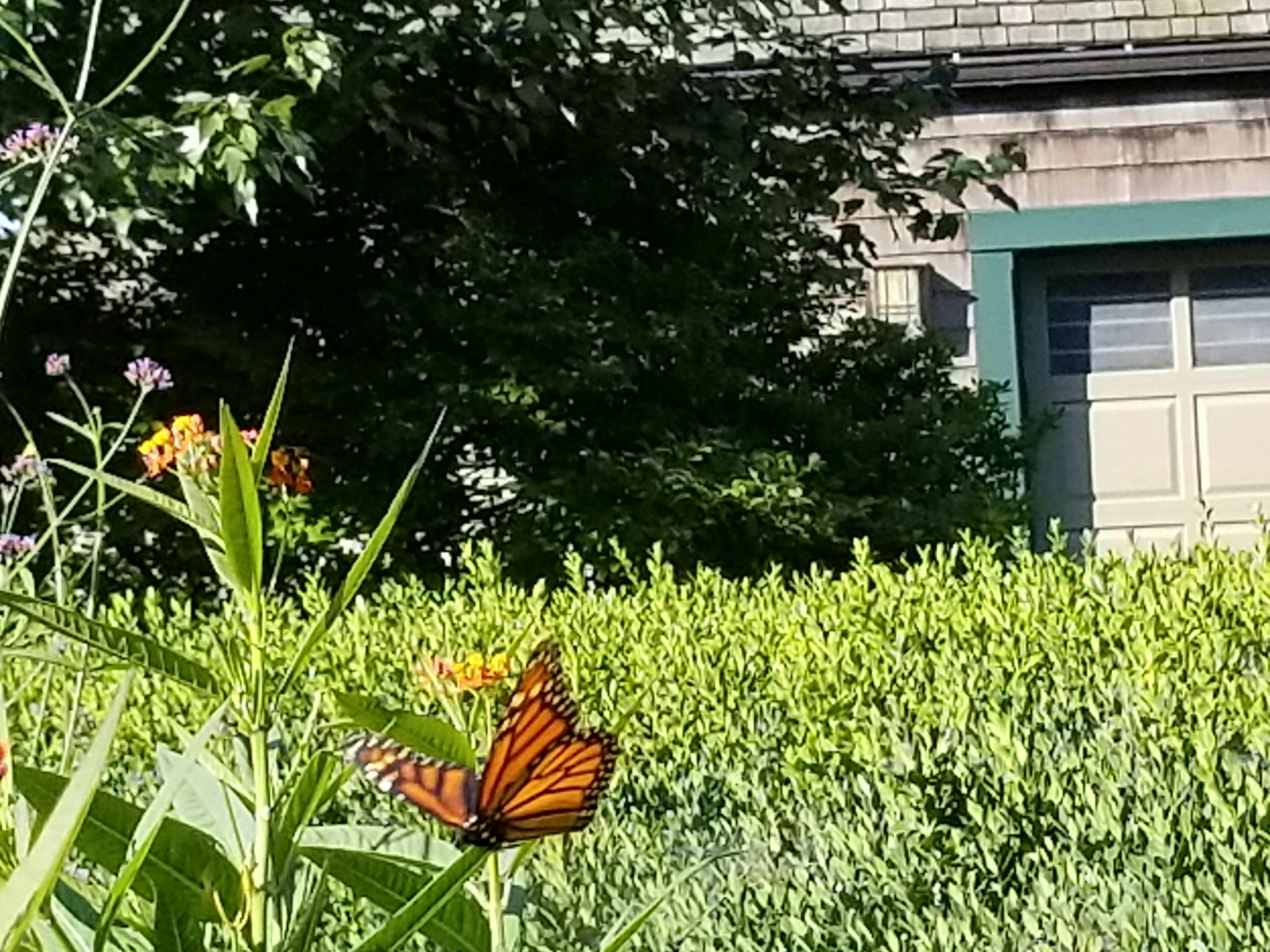 Free stock photo of butterfly, flowers, garden