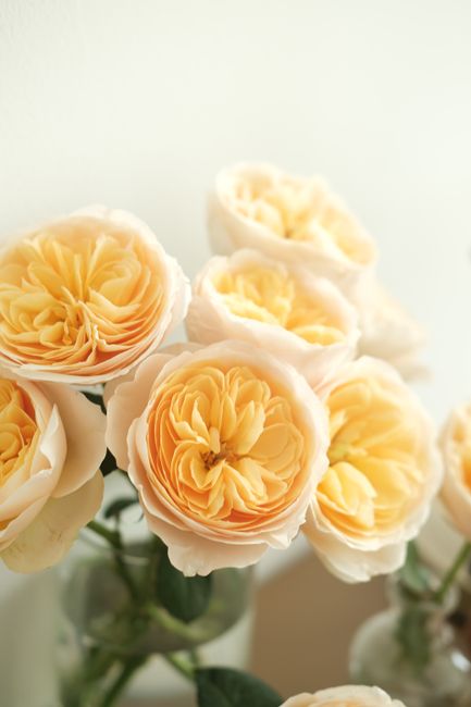 A delicate arrangement of yellow roses captured in soft, natural light, enhancing their beauty.