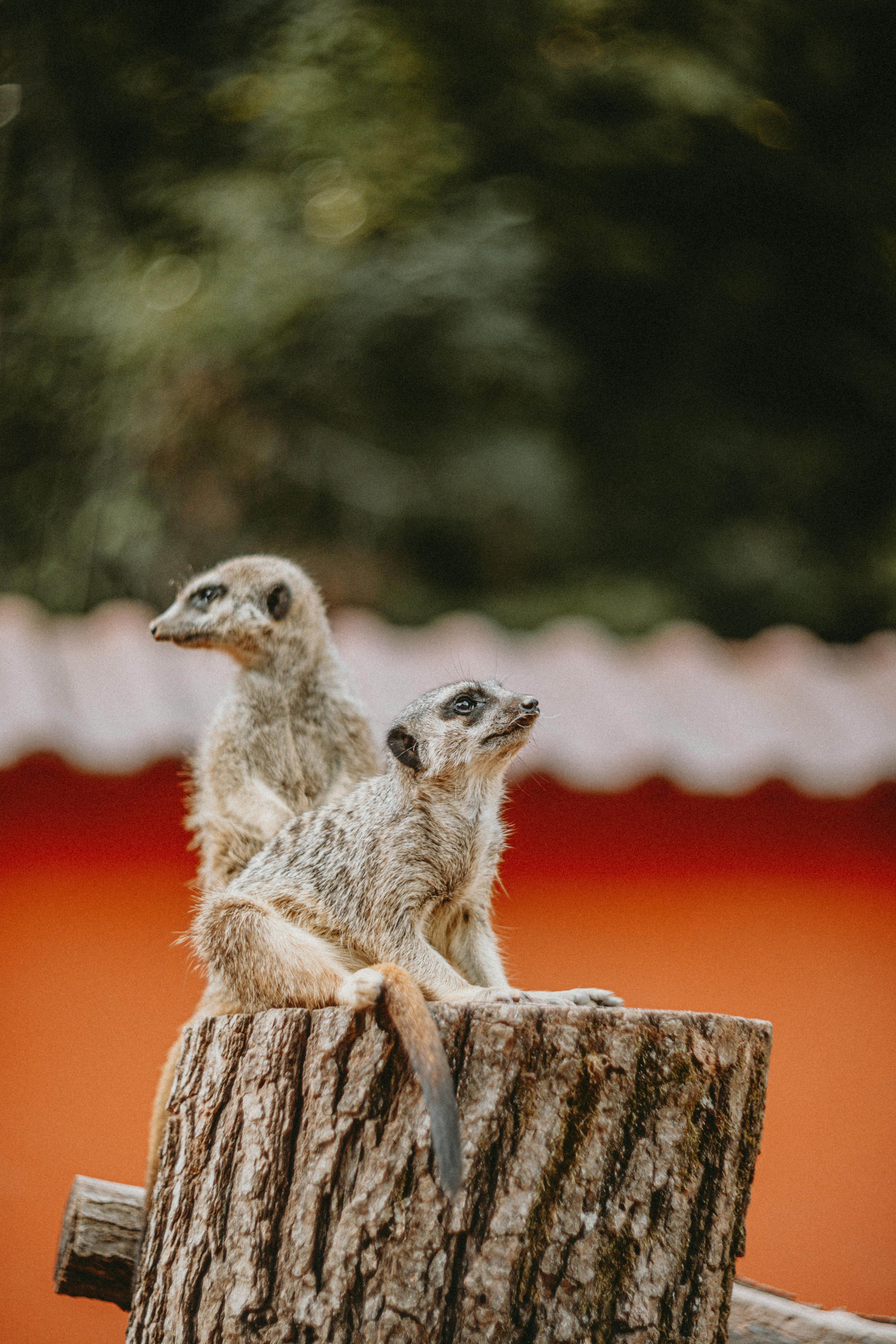 Two meerkats sitting on a tree stump in a wildlife reserve, captured in a natural setting.