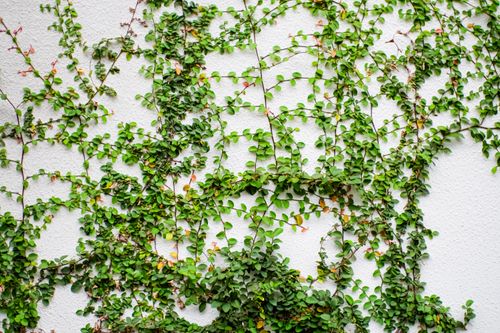 Free Close-up of lush green ivy climbers on a white textured wall, showcasing nature's intertwining beauty. Stock Photo