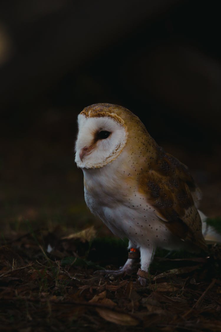 Photo Of An Owl At Night