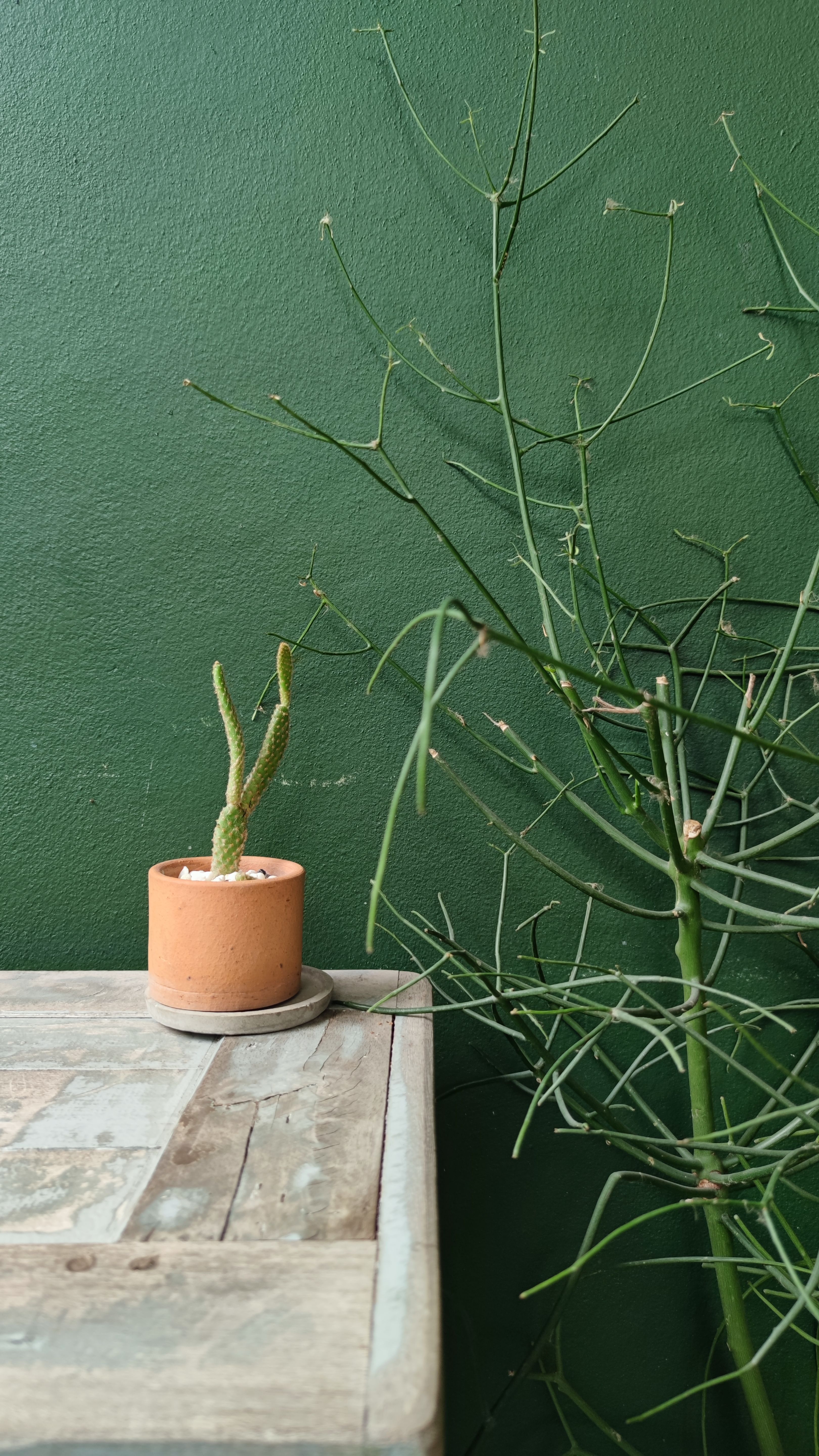 Foto de stock gratuita sobre cacerola, cactus, decoración, mesa, pared ...