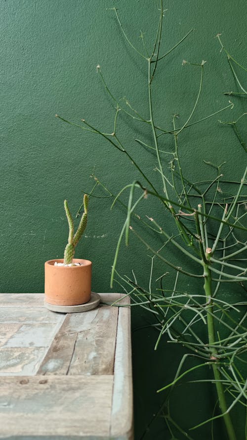 Fotos de stock gratuitas de cacerola, cactus, decoración