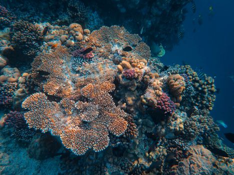 Colorful coral reef showcasing marine biodiversity under the sea.