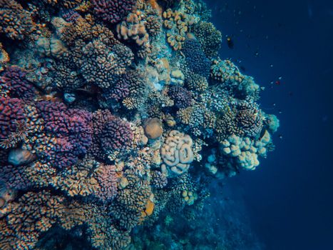 Explore the vivid colors and natural beauty of a coral reef beneath the ocean's surface.