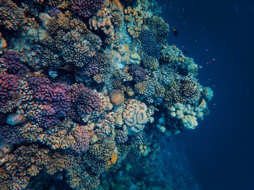 Free Explore the vivid colors and natural beauty of a coral reef beneath the ocean's surface. Stock Photo