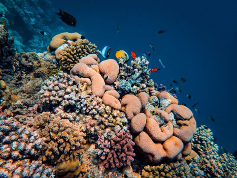 Colorful coral reef teeming with fish in a clear ocean environment.