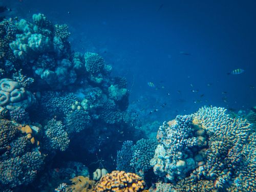 Free Explore the vivid beauty of a thriving coral reef teeming with diverse marine life underwater. Stock Photo
