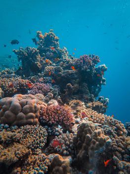 Beautiful underwater view of a vibrant coral reef teeming with marine life.