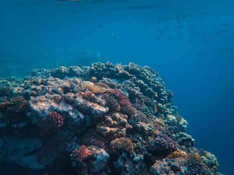 A vivid underwater photograph showcasing a vibrant coral reef teeming with marine life.