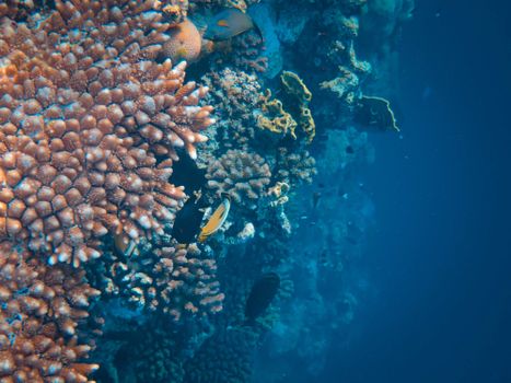 Explore the vibrant coral reefs teeming with diverse marine life in this underwater scene.