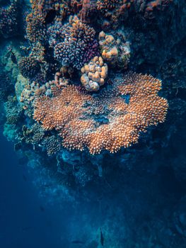 Explore a vibrant coral reef teeming with life beneath the ocean's surface.