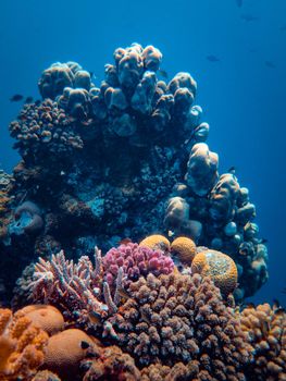 Explore the vibrant variety of coral reefs in this stunning underwater photograph showcasing natural beauty.