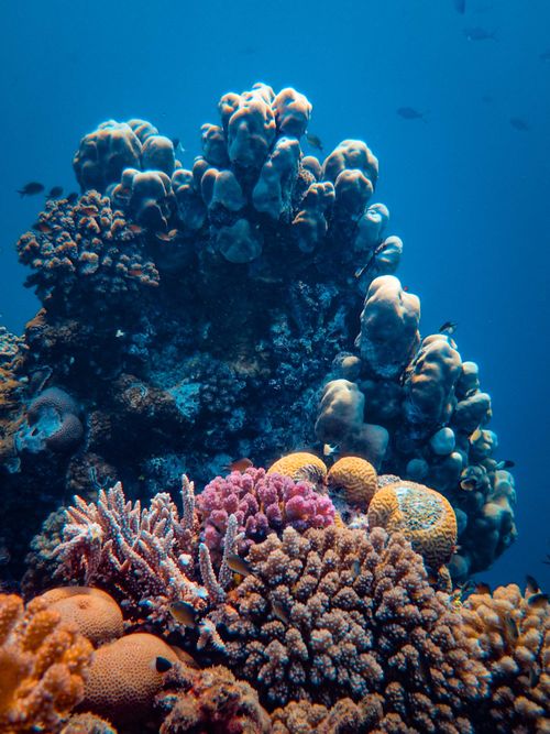 Free Explore the vibrant variety of coral reefs in this stunning underwater photograph showcasing natural beauty. Stock Photo