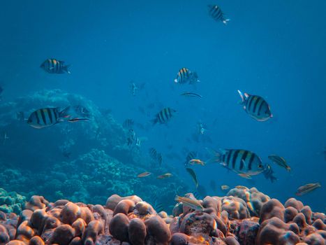 A lively underwater scene featuring vibrant striped fish swimming above a coral reef.
