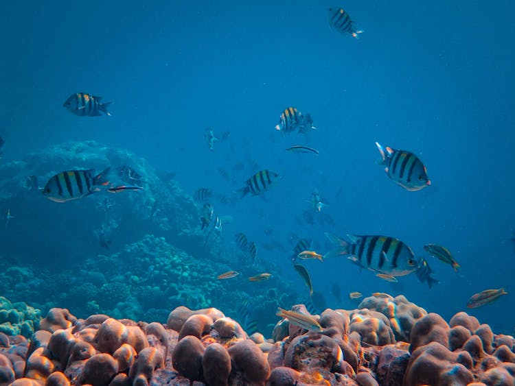 Seabed And Striped Fish Underwater