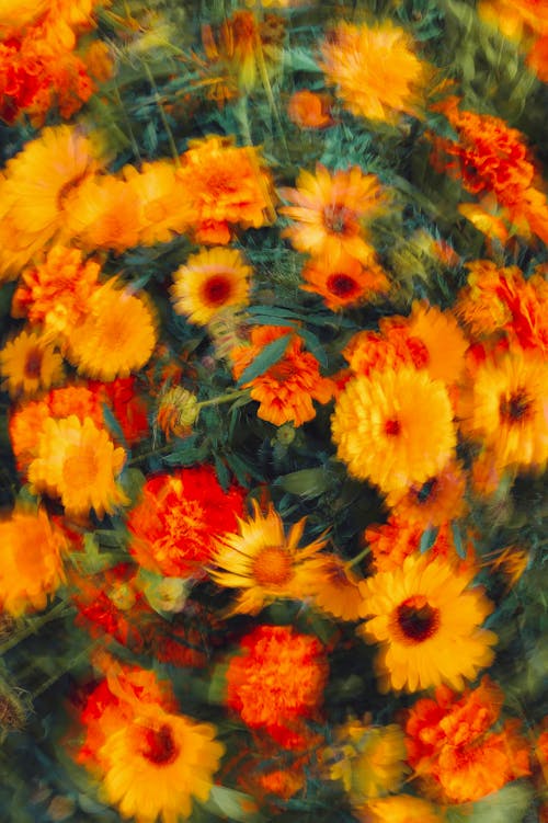 Imagine de stoc gratuită din blur, colorat, floare portocalie