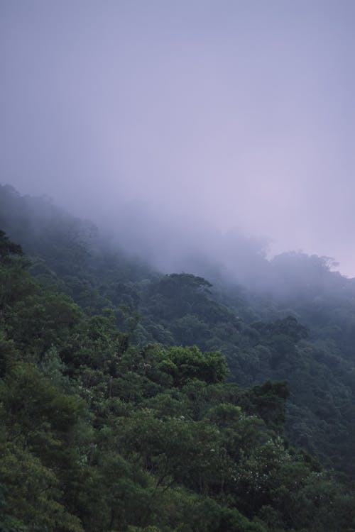 бесплатная Бесплатное стоковое фото с вертикальный выстрел, деревья, лес Стоковое фото
