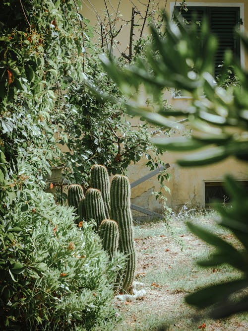 Green Bush and Cactus in Garden