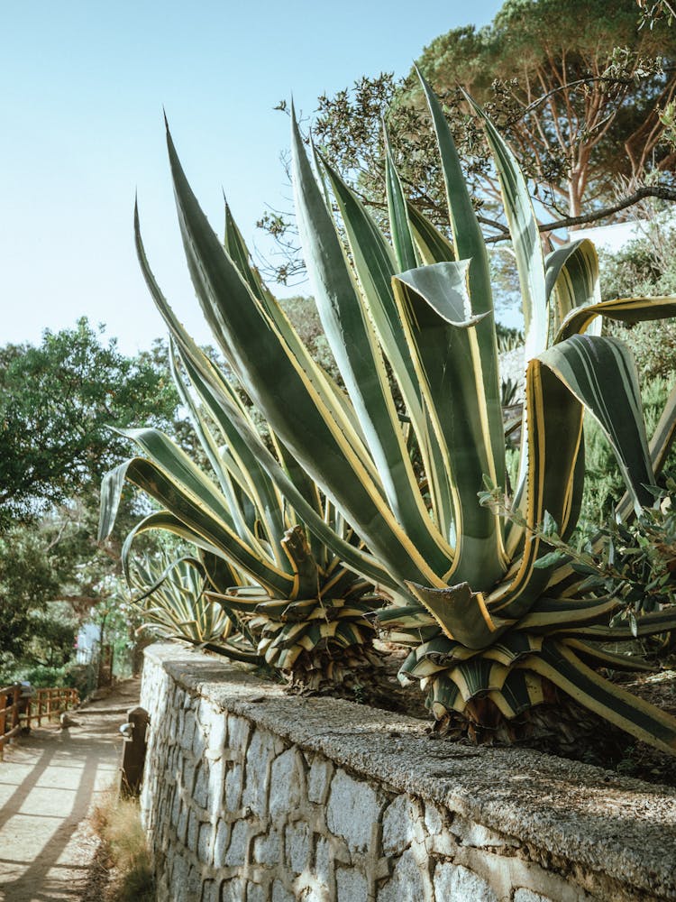 Plants On Stone Wall