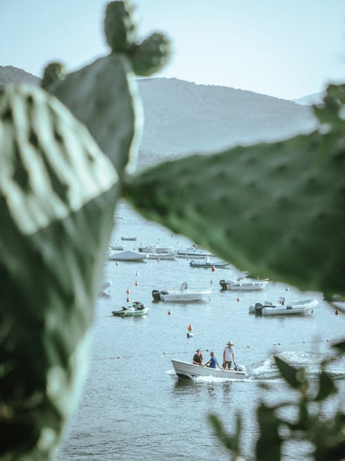 Boats on Lake behind Cactus Plant