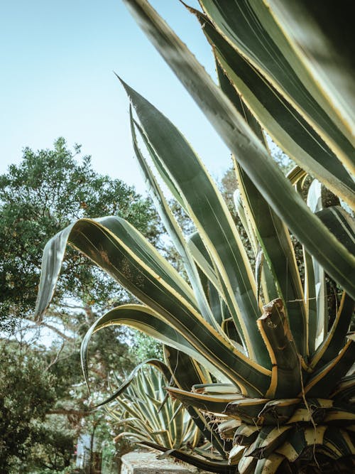 Green Leaves of Plant with Tree behind