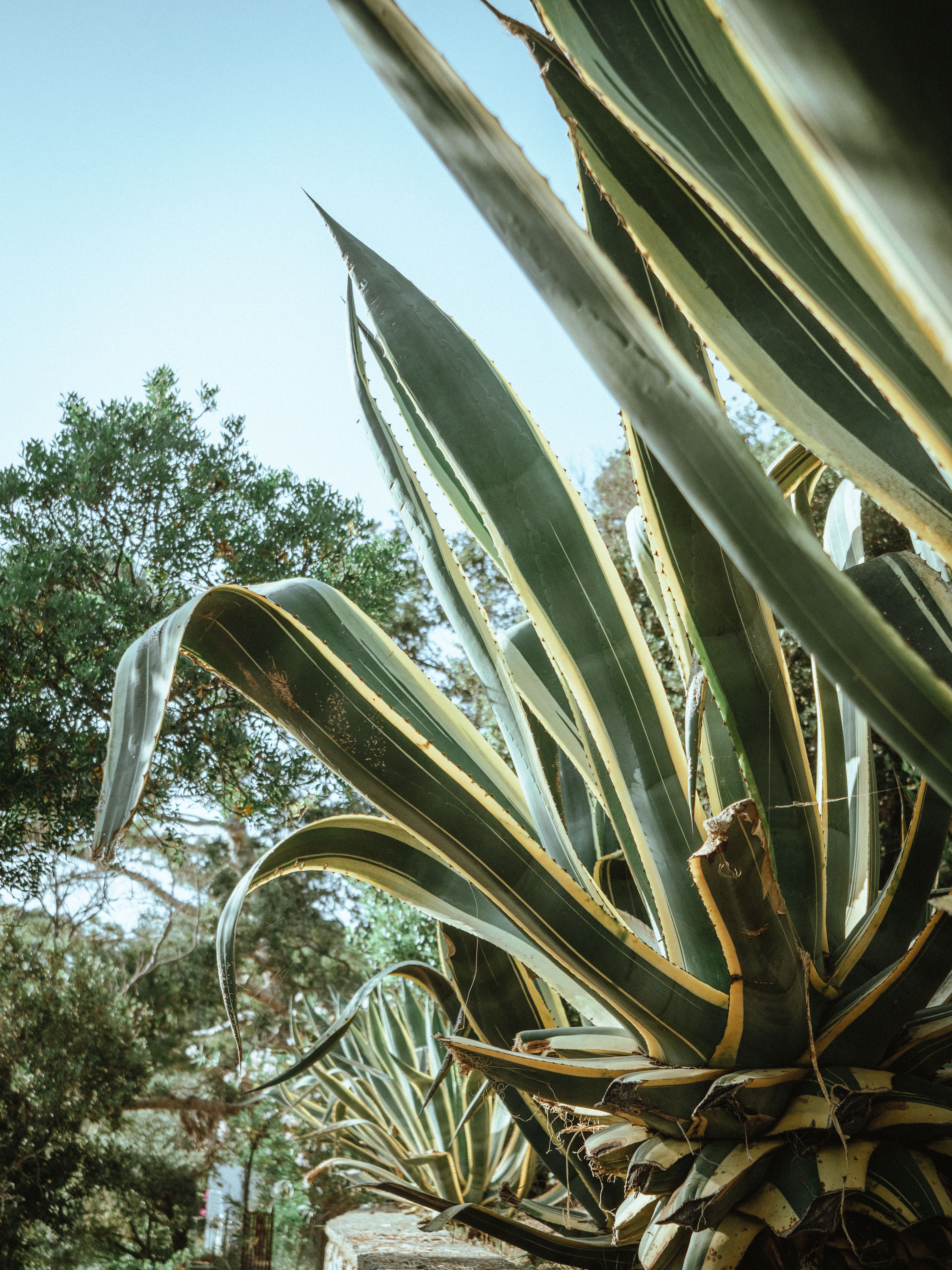 8.000+ Agave Bilder und Fotos  Kostenlos Downloaden  Pexels Stock-Fotos