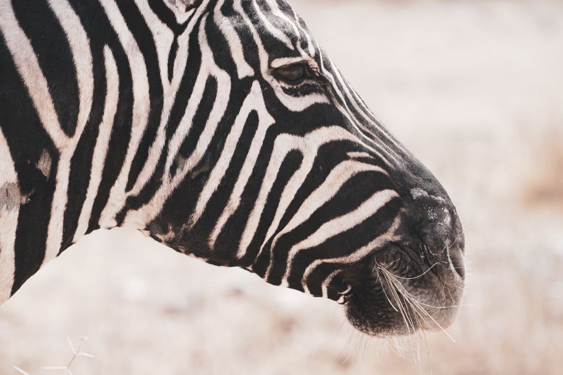 Closeup of a Zebras Head · Free Stock Photo