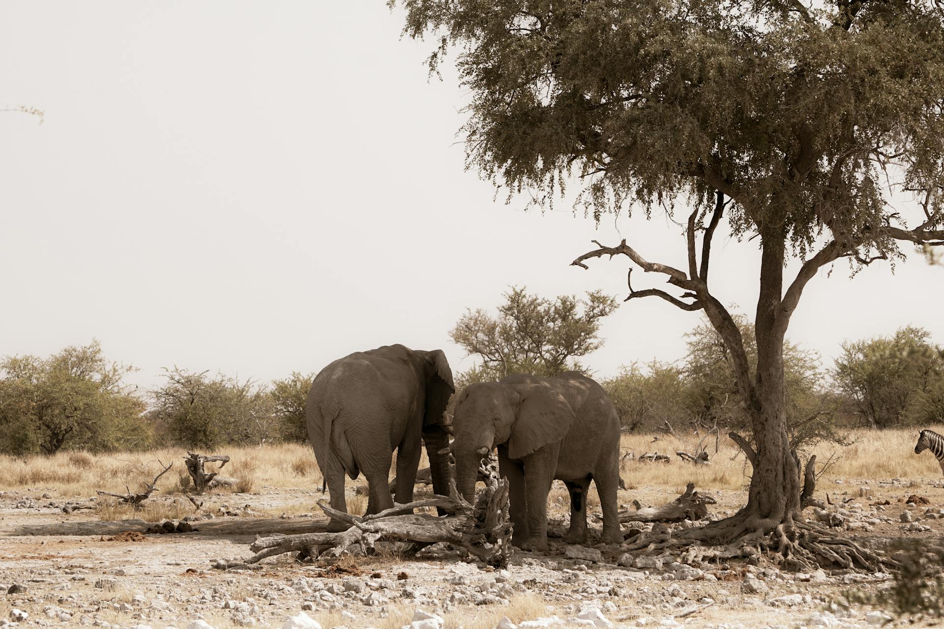 Elephants near Tree