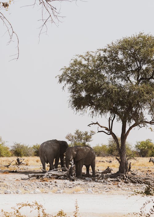 African Bush Elephants Under a Tree by the Road Through Savannah