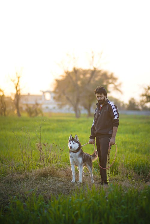 Foto stok gratis anjing, anjing husky, bidang