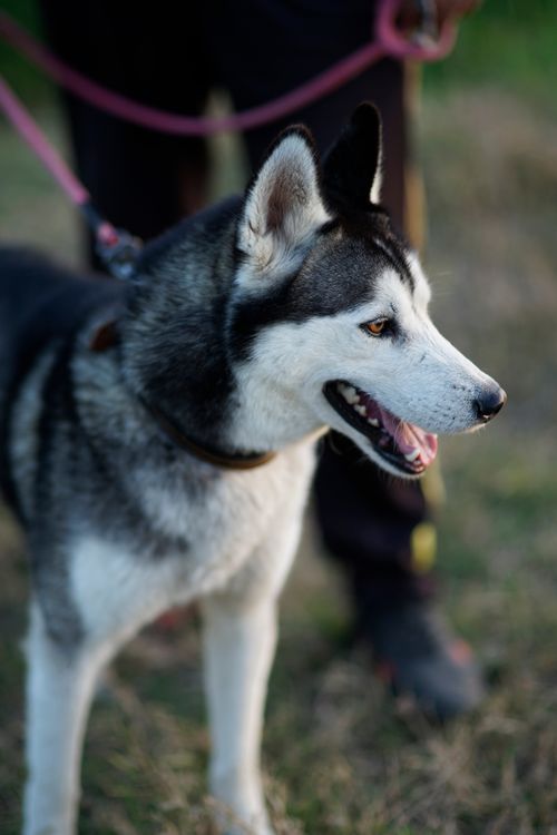 Free A Siberian Husky with bright eyes stands outside on a leash with its owner. Stock Photo