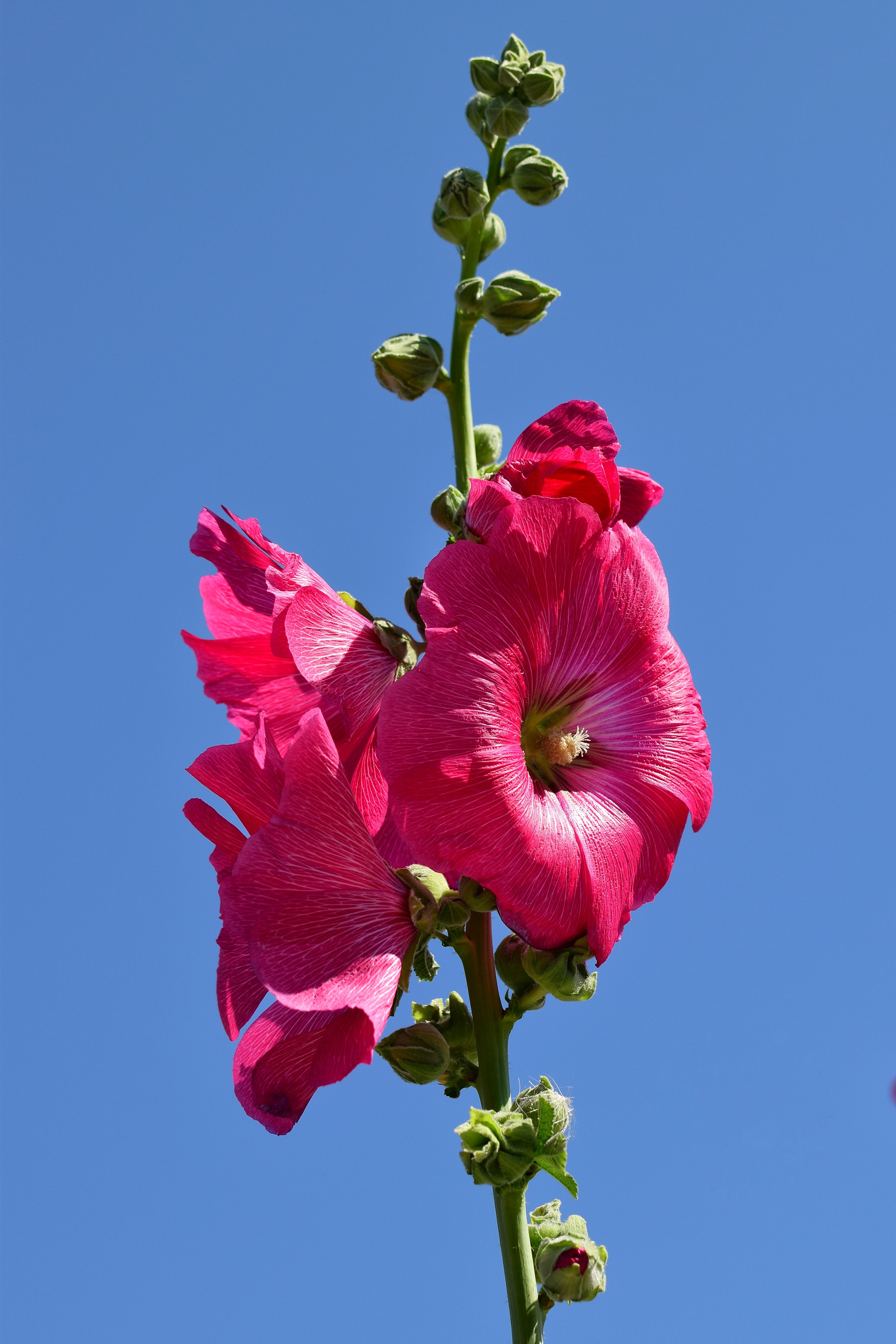 Hollyhock flower close-up
