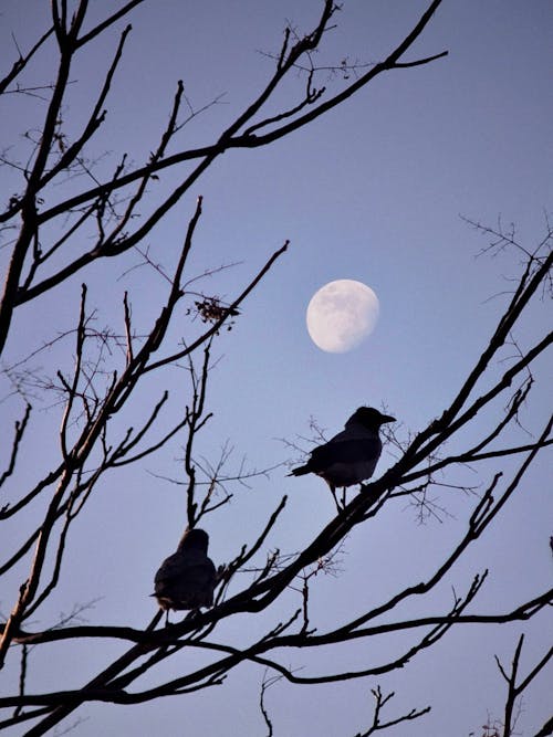 Fotobanka s bezplatnými fotkami na tému bosý, hřadování, jasná obloha