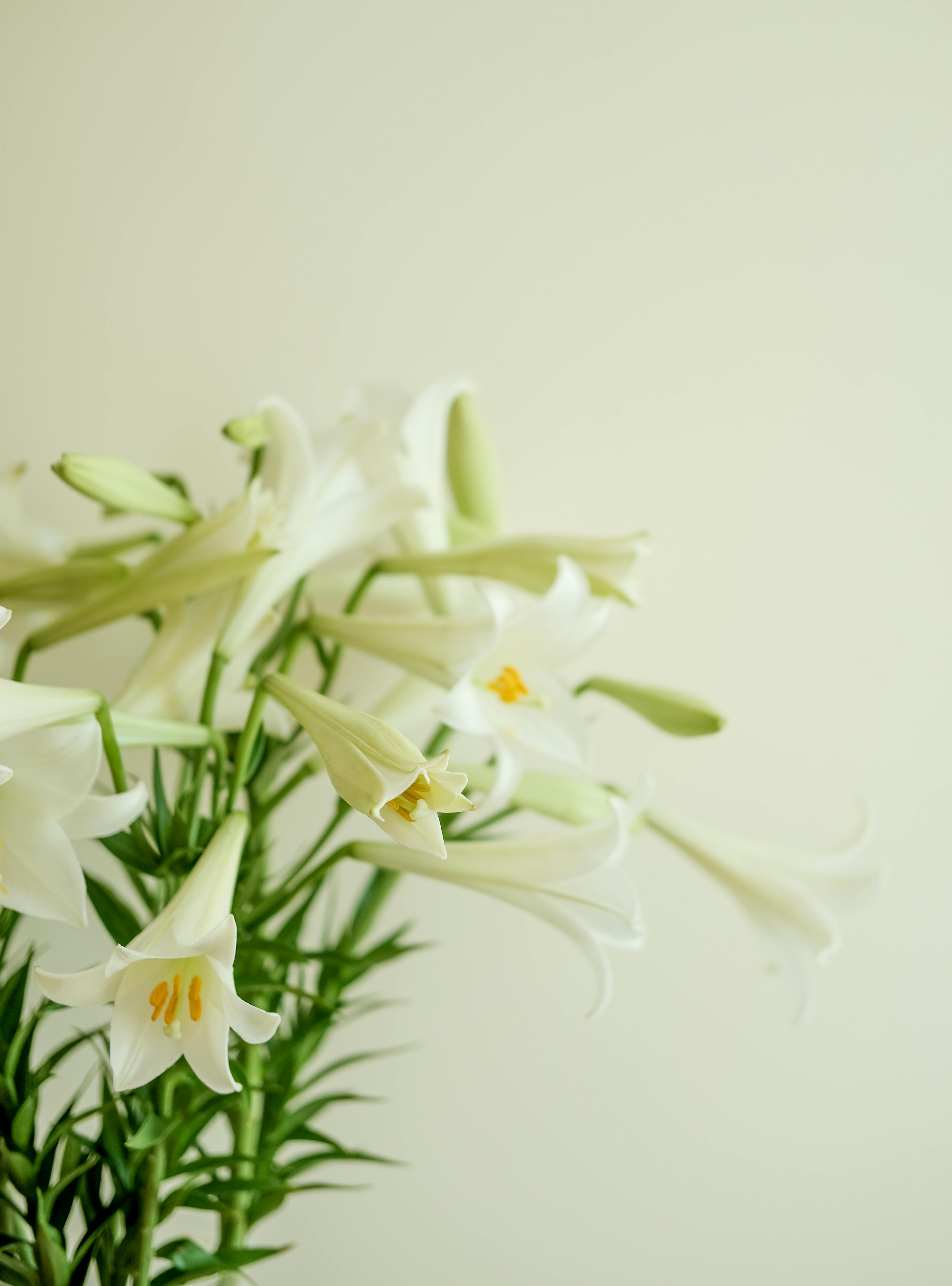 A beautiful bouquet of white lilies in soft lighting, perfect for spring themes or Easter decorations.