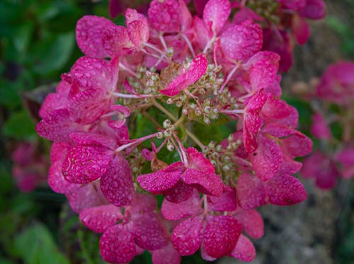 Бесплатное стоковое фото с beautiful flower, hydrangea, summer