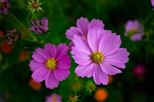 Free Beautiful purple cosmos flowers with yellow centers in bloom. Stock Photo