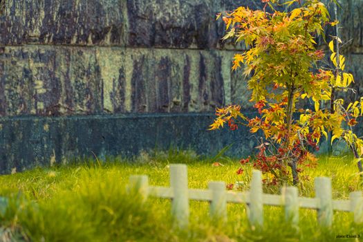 A young tree with vibrant autumn leaves next to a stone wall and wooden fence.