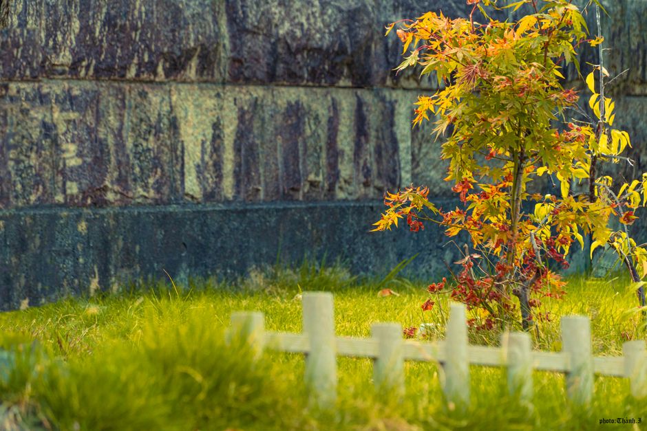 A young tree with vibrant autumn leaves next to a stone wall and wooden fence.