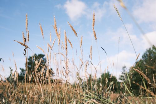 Free Golden wheat stalks sway gently against a bright blue sky, capturing the essence of rural tranquility. Stock Photo