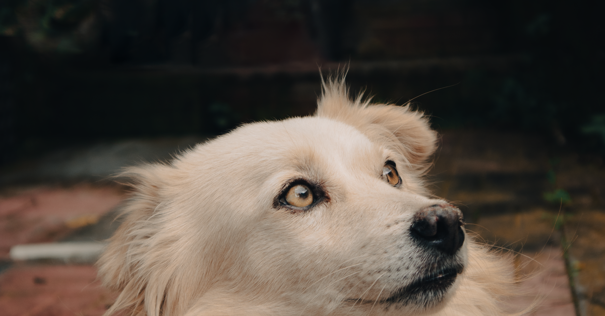 Los 10 animales con los sentidos más extremos del reino animal Los 10 animales con los sentidos más extremos del reino animal
