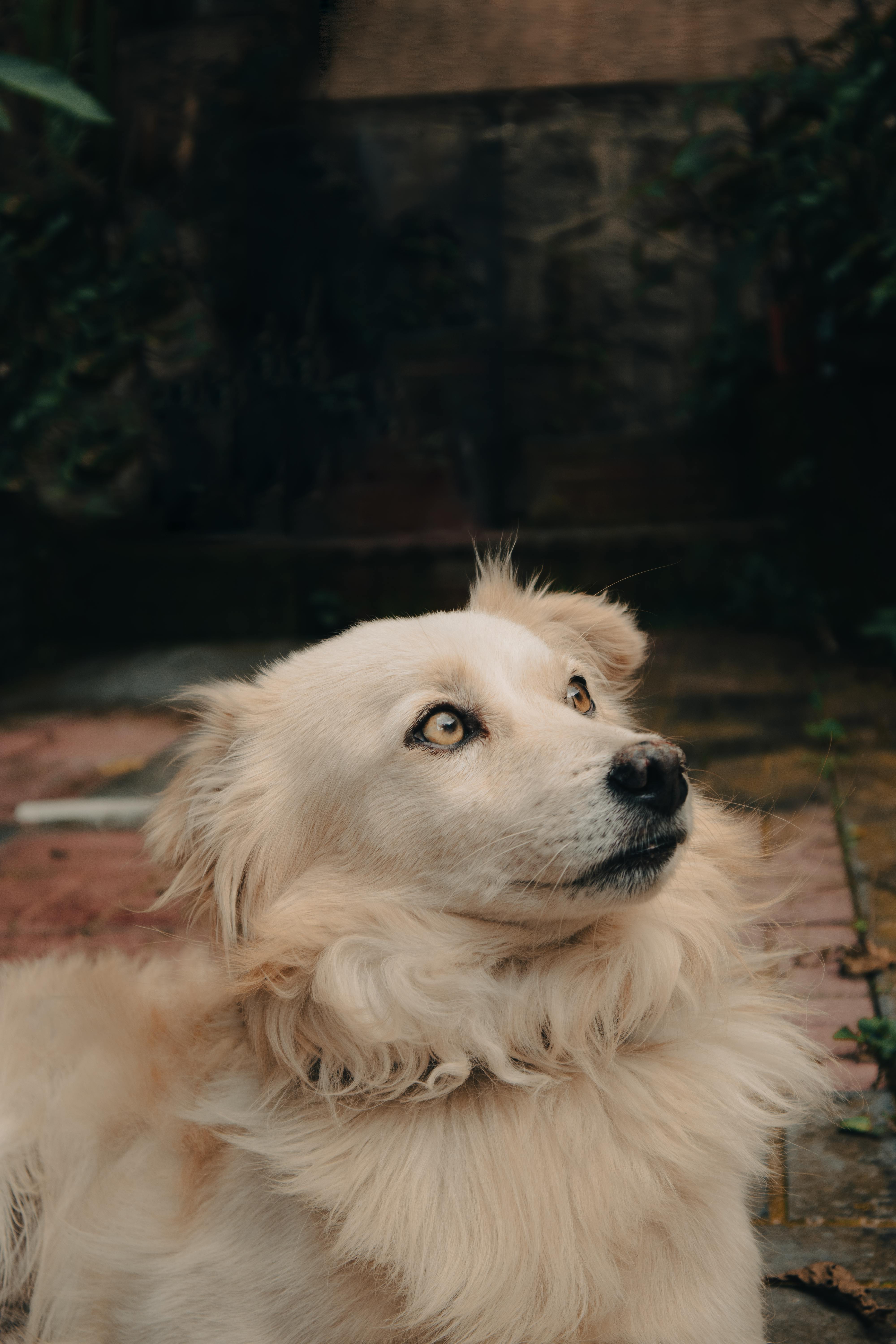 Gratis Adorabile cane bianco con soffice pelliccia che guarda verso l'alto in un ambiente esterno. Foto a disposizione
