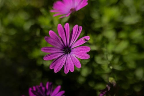 Blooming purple flower