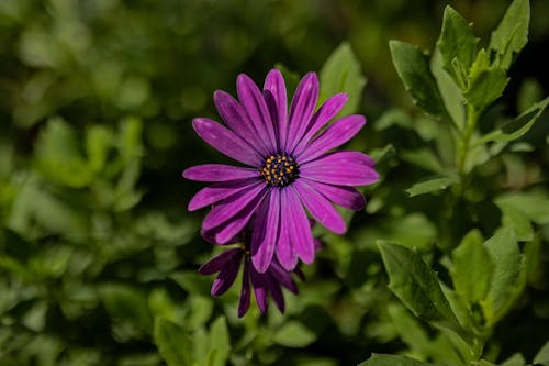 Cape Marguerite with Purple Petals