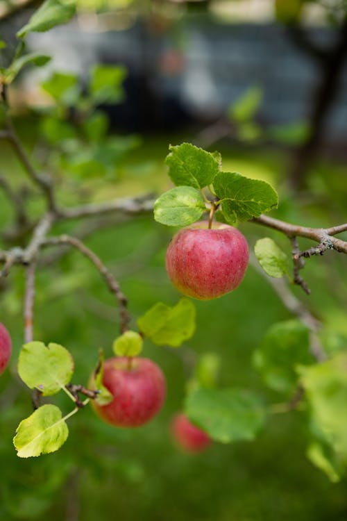 Red Apples on Tree Branches