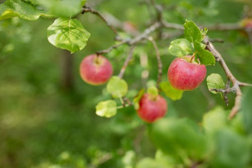 Fotos de stock gratuitas de árboles de manzana, comida natural, delicioso