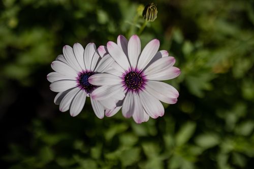 Free A pair of white African daisies blooming bright in spring garden. Stock Photo